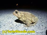 /home//u458753944/public_html/sourcegallery///////Roxborough Toad Detour/2013-2019/2013/2013-04-09/P1120050.JPG